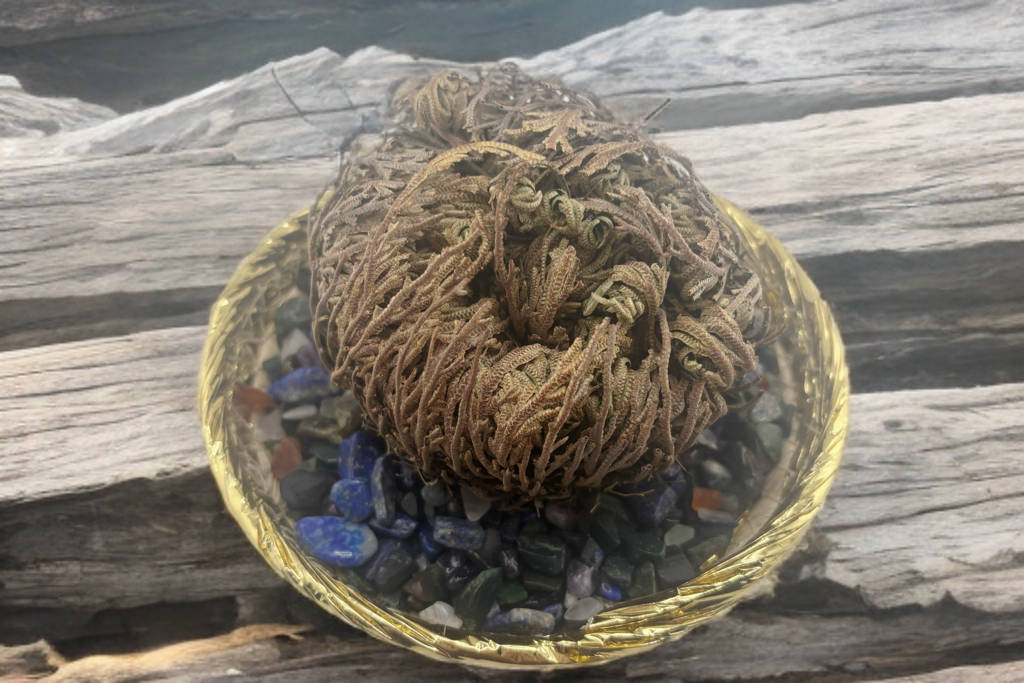 Rose Of Jericho (The Resurrection Plant) Starter kit.