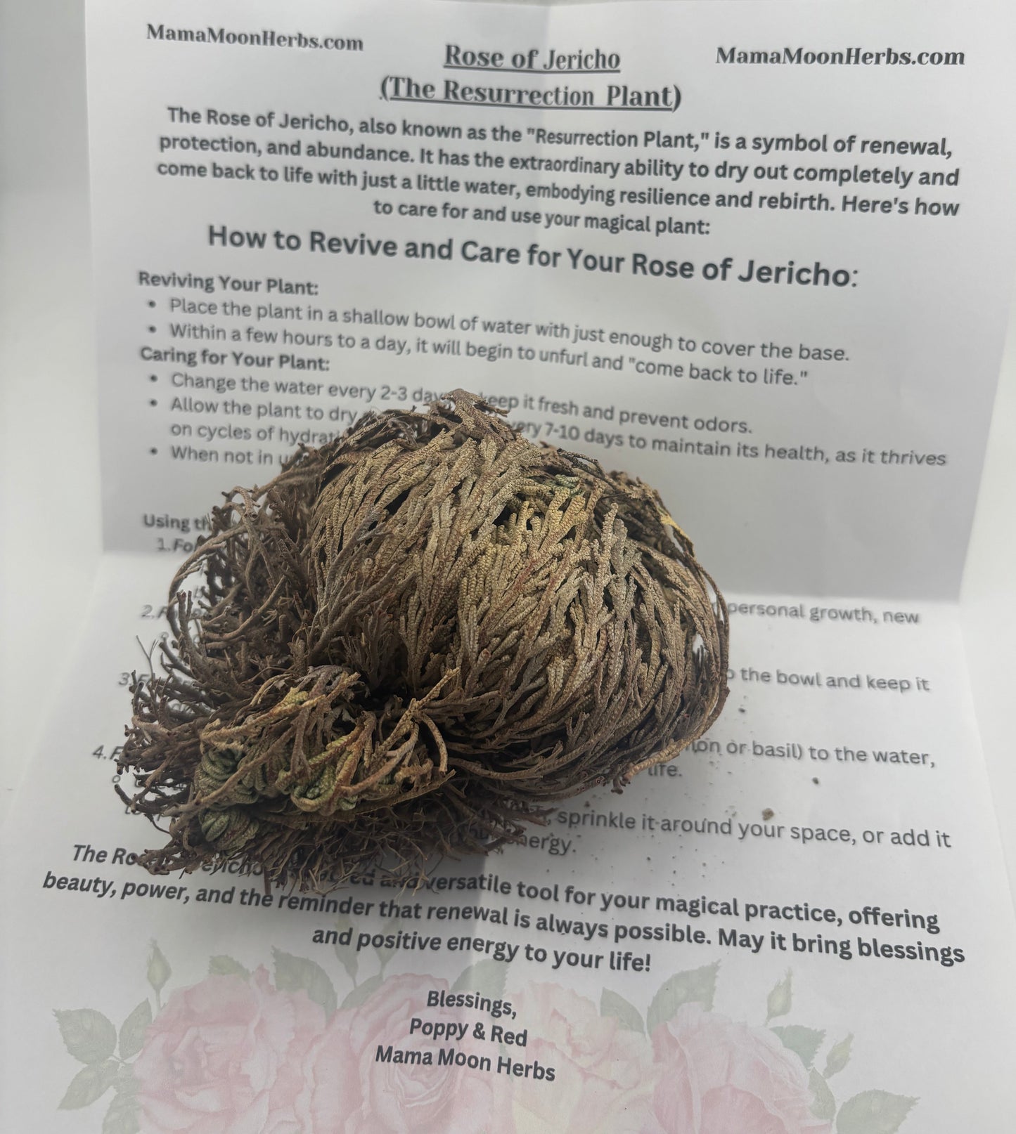 Rose of Jericho Resurrection Kit – A Living Symbol of Renewal