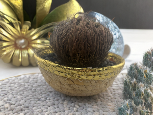 Rose Of Jericho (The Resurrection Plant) Starter kit.